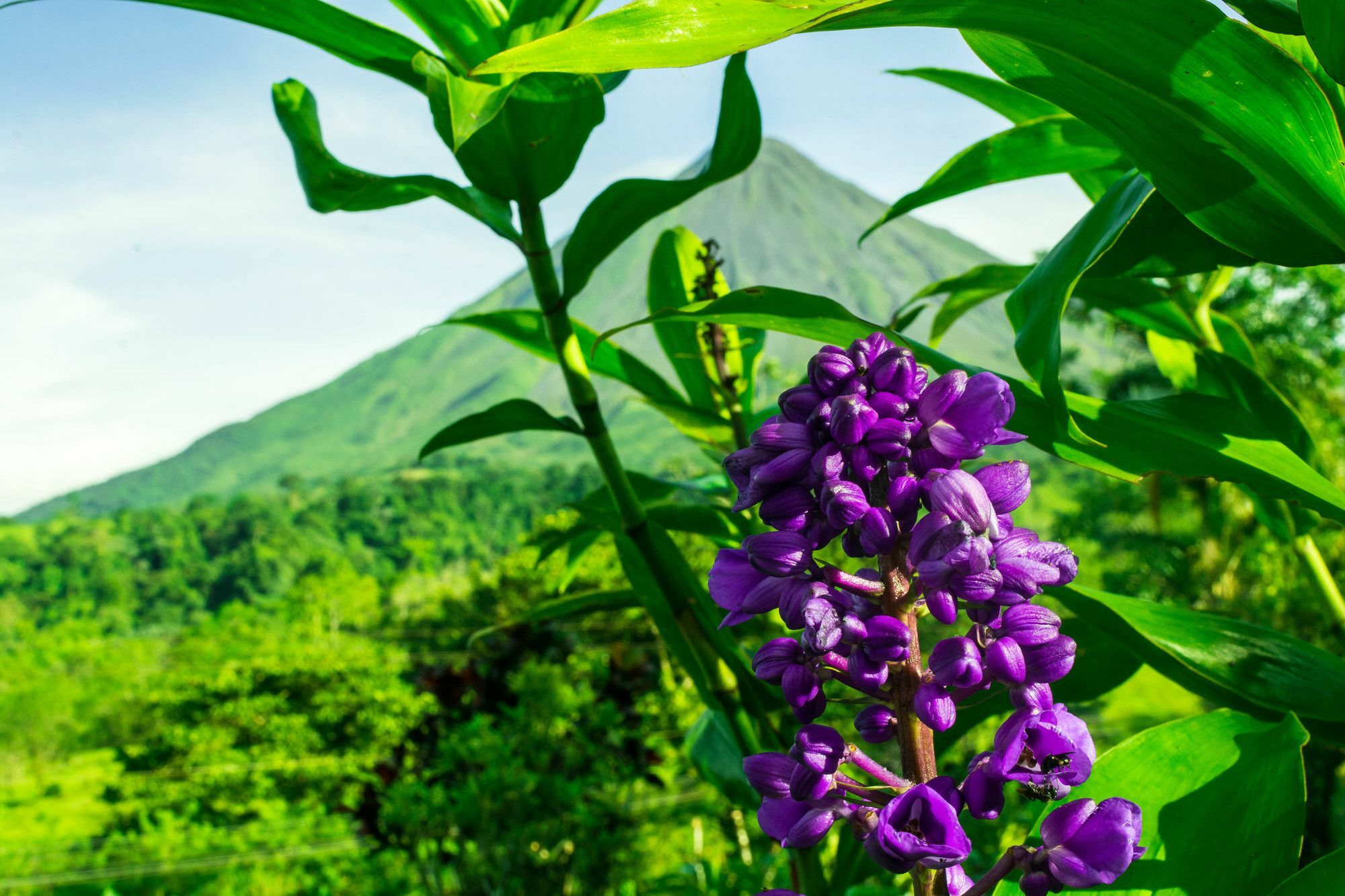 Arenal Bungalows La Fortuna Buitenkant foto